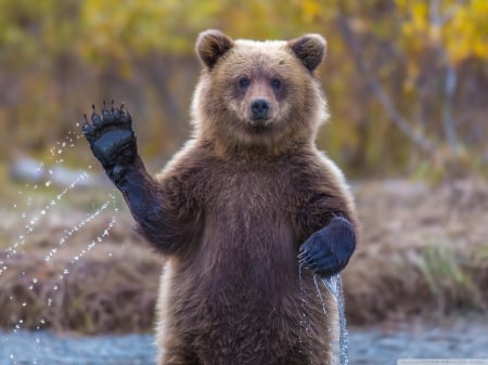 Hello! :) - animal, nature, waving, bear