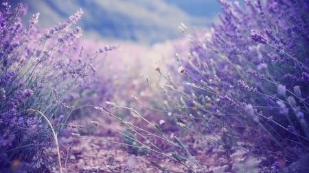 Lavenders - nature, lavender, lavenders, lilac, flower