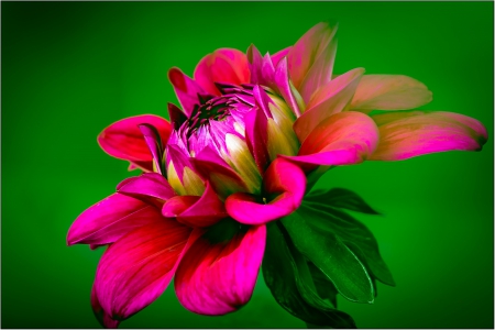 Dahlia - flowers, nature, green, dahlia, flower, pink, flora, dahlias