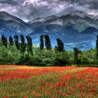 mighty mountains over poppy fields