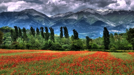 mighty mountains over poppy fields - fields, trees, clouds, mountains, flowers