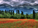 mighty mountains over poppy fields