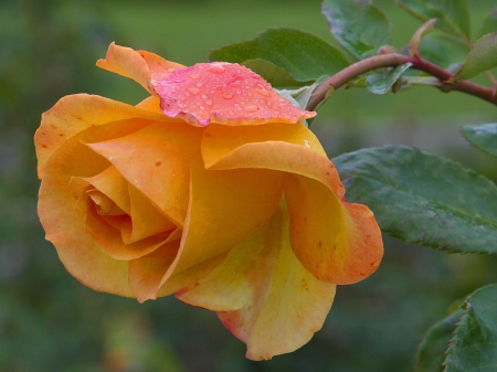 peachy rose