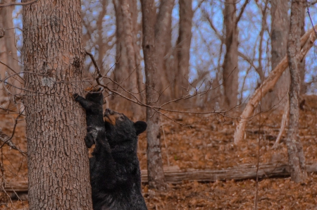 Forest school :) - autumn, bears, forest school, forest, school, bear, photo