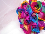 Rainbow roses