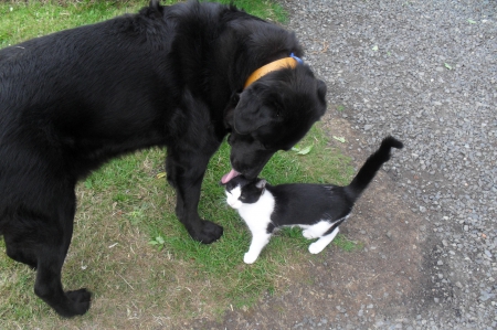 cat and dog love - kisses, cat, love, dog