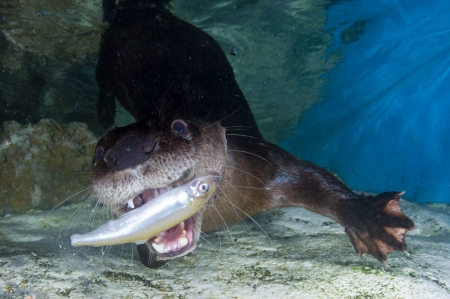 river otter - mouth, with, catch, fish