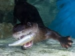 river otter