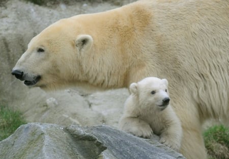 polar bears - rocks, together, adult, baby