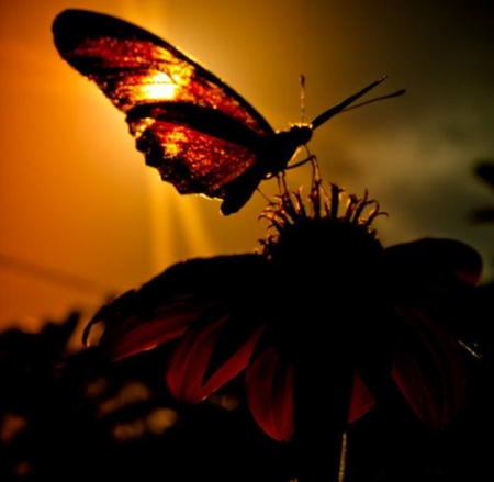 *** - flowers, abstract, collages, lights, butterfly, cool