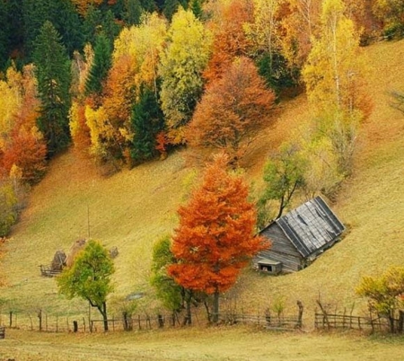 Golden Hill - autumn, naturer, trees, cool, landscape, photography, mountains