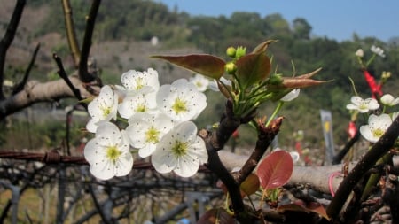 Plum Blossom - white, plum blossom, pretty, flower