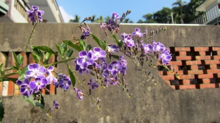 Purple flower - purple, pretty, lovely, flower