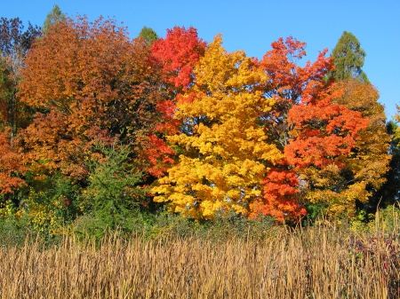 Fall in Wisconsin - autumn, nothing thrills a hunter like some good cat-tails, where have all the cat-tails gone, cat-tails next to great fall colors, cat-tails are plain but nice