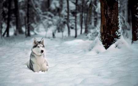 Husky - puppy, animals, lovely, pretty, puppys, beautiful, dog, animal, dogs, sweet, cute