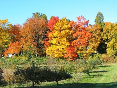 Apples all gone so bring on the leaves! - Making a bad Apple Orchard look good, Yellow vs Red, Autumn in Wisconsin, No phony colors here