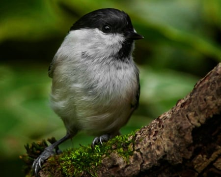 Birds - animals, fowl, birds, branch