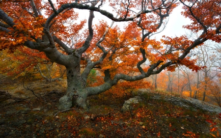 Autumn tree - leaves, nature, tree, autumn