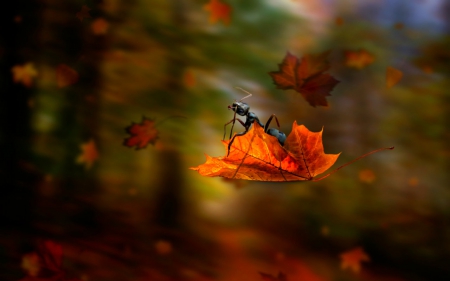 Ant ride - ant, leaf, autumn, blurr