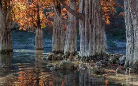 Trees reflection - nature, tree, autumn, reflection