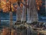 Trees reflection