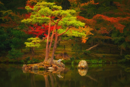 Autumn - nature, tree, autumn, reflection