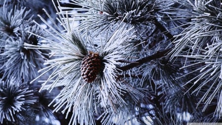 Pine needles - snow, frosty, leaves, frost, abstract, winter, frosted, photography, HD, tree, ice, for, frozen, nature, pine, leaf, needles, wallpaper