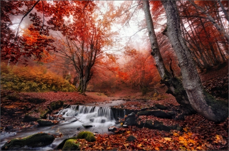 Forest - stream, nature, autumn, forest