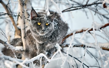 Winter cat - paws, face, pretty, cute, animals, beauty, beautiful, sweet, cat, sleeping, kitty, cats, kitten, hat, lovely, cat face