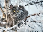 Winter cat