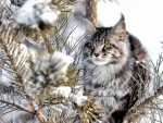 Winter cat