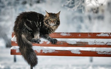 Winter cat - paws, face, pretty, cute, animals, beauty, beautiful, sweet, cat, sleeping, kitty, cats, kitten, hat, lovely, cat face