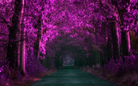 Beautiful path - path, road, nature, tree