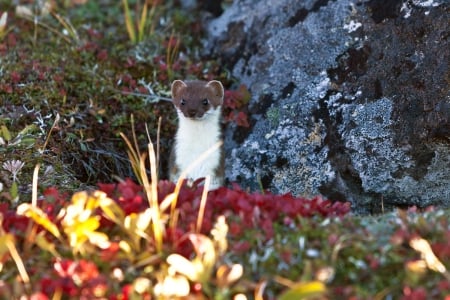 Cute animals - flowers, cute, animals, rocks