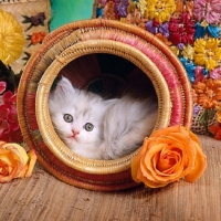 â™¥  cute kitty for carmenmbonilla â™¥