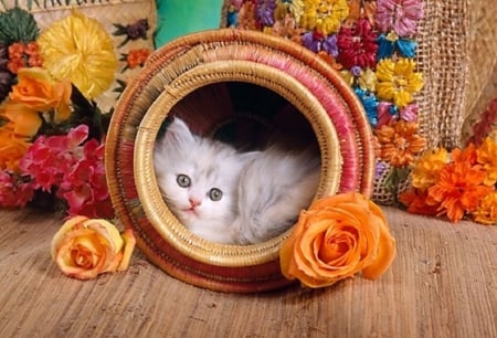 â™¥  cute kitty for carmenmbonilla â™¥ - roses, animals, cats, kitty, still life