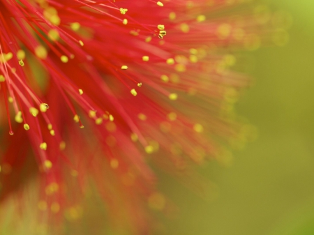 Red Mimosa - drops, mimosa, flower, red