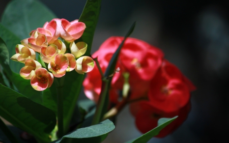 *** Flower *** - flowers, flower, pink, nature