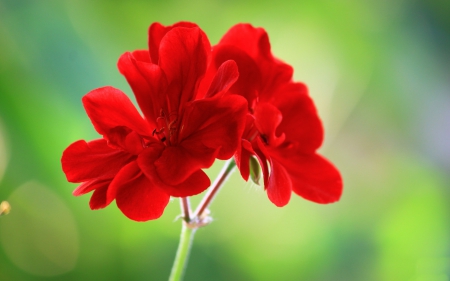 *** Red and delicate *** - flowers, red, flower, nature