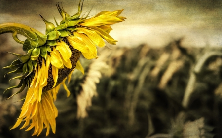 *** Sunflower *** - flowers, flower, sunflower, nature