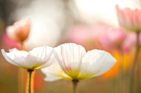 *** Flowers *** - flowers, flower, delicate, nature