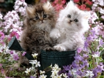 cute kittens in a flower garden