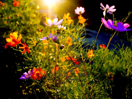 EVENING LIGHT - nature, blossoms, evening, light