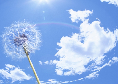 *** Blue sky and dandelion *** - sky, dandelion, nature, blue