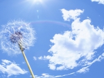 *** Blue sky and dandelion ***