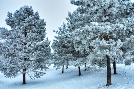 Snow - trees, white, frosty, cold, landscape