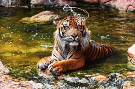 Bathing Tiger - water, resting, predator, photography, stones