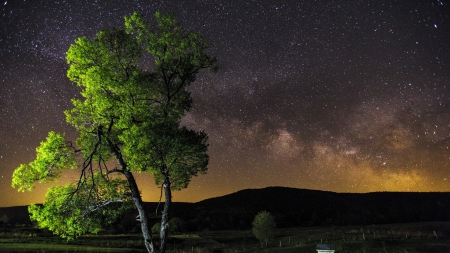 beautiful tree under starry sky - night, stars, tree, sky