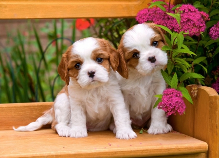 Spaniel puppies - summer, spring, puppies, sweet, leaves, flowers, dogs, garden, cute, friends, adorable, spaniel, animals