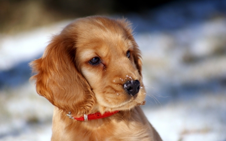 Dog - pretty, puppys, beautiful, dog, lovely, sweet, animal, dogs, cute, puppy, animals